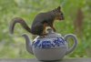 Squirrel-on-Teapot-funnaturephotography-.png