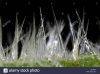 3 close-up-of-stinging-tree-hairs-on-the-leaves-laportea-gigas-or-dendrocnide-E45AMR.jpg