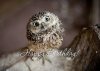 Owl-Personalised-Printed-Birthday-Cards-Cute-Animals-Baby.jpg