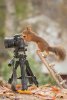 5-squirrel-photography-geert-weggen.jpg