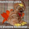 Humiliated-Yorkie-Funny-Puppy-Image.jpeg