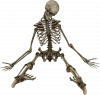 skeleton087.png