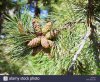 cones-of-crimean-pine-tree-close-up-in-sunny-autumn-day-E9CMC4.jpg