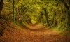 Halnaker-England-tree-tunnel-beauty-forest.jpg