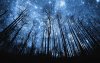 starry-night-in-forest.jpg