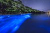 bioluminescent algal blooms.jpg