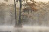 cypress swamp.jpg