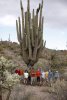 saguaro4.jpg