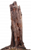 native-dead_tree_png_stock_by_lubman-d6y90wg.png