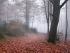 10_The Teutoburg Forest on a foggy and rainy day.jpg