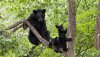 2 Bear-Cubs .jpg