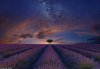 2 A_stunning_evening_sky_unfolds_over_a_field_of_lavender .jpg