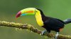 toucan.jpg