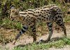 Leptailurus_serval_-Serengeti_National_Park,_Tanzania-8.jpg