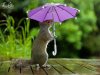 squirrelandumbrella.jpg