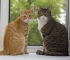two-cats-on-window-sill-thinkstockphotos-497213171.jpg