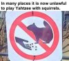 squirrel-yahtzee.jpg