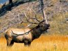 9_Elk at Yellowstone-National-Park .jpg