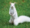 White-Squirrel-looking-at-me.jpg