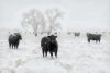 394852-cattle_snow_this.jpg