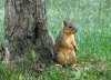 1_Hmm, now where'd I put those nuts?.jpg