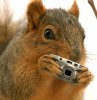 Funny-Squirrel-With-Camera.jpg