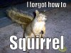 Funny-Squirrel1.jpg