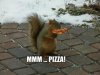 pizza squirrel quickmeme.jpg