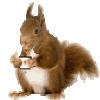 squirrel_drinking_coffee.gif