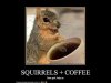 squirrel17.jpg