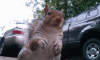 squirel76.gif