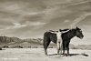 year_of_the_horse_by_dwingephotography_d74czcs-fullview.jpg