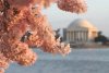 cherry-blossoms-at-jefferson.jpg