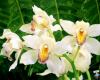 Orchidea bianca 2.png
