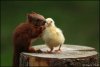 Squirrel_hugging_a_chick.jpg450483215.jpeg