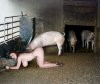 farm-pig-bdsm-2.jpg