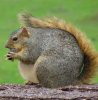 fat squirrel.jpg