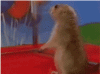 giphy41.gif