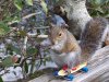 1 - squirrel skateboard e352e592a3a6.jpg