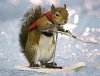 1a - squirrel water ski 352e592a3a6.jpg