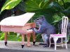 4 - squirrel-piano_2042536i.jpg