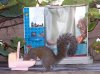 9 - squirrel toilet_2042894i.jpg