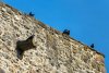 castle-wall-jackdaws-watch-wall-castle-observation-post-viewpoint-bird-look.jpg