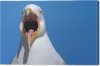 cuadros-en-lienzo-una-gaviota-con-la-boca-abierta.jpg cuadros-en-lienzo-una-gaviota-con-la-boca-abierta.jpg