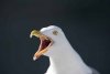 seagull.jpg seagull.jpg