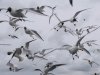 seagulls.jpg seagulls.jpg