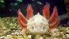 axolotl-2.jpg