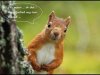 squirrel-hqdefault.jpg