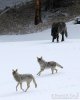 phantompack-coyotes-paull.jpg