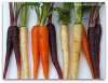 carrots3.jpg